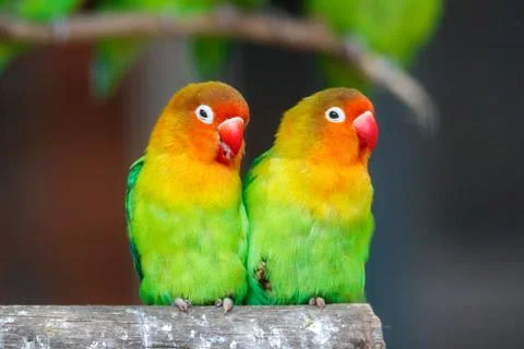 Two green parrots perch close together on a wooden beam Stock Photos