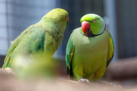 Two green parrots perch closely together 写真素材