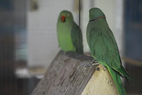 Two Green Parrots Perched Inside Cage Foto stock
