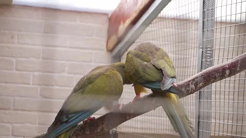 Two Green Parrots Perched Together Inside Aviary Stock-Footage 342592737