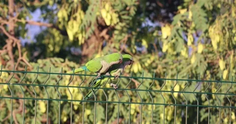 Two green parrots perched on a wire fence, a leafy green background providing a 스톡 동영상 297690119