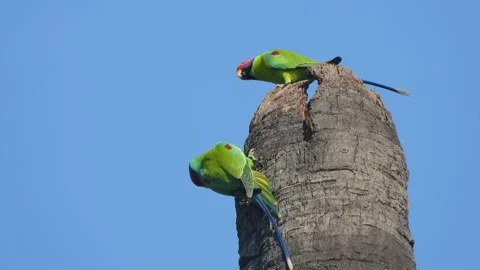 Two green parrots playing on tree . Stock Footage 312795476