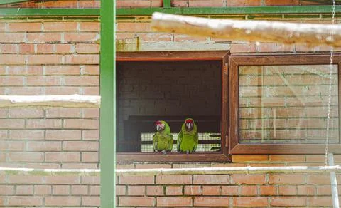 Two green parrots rest on the ledge of a brick wall window. Stock Photos