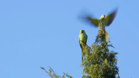 Two Green parrots sit on a tree branch 스톡 동영상 131068637