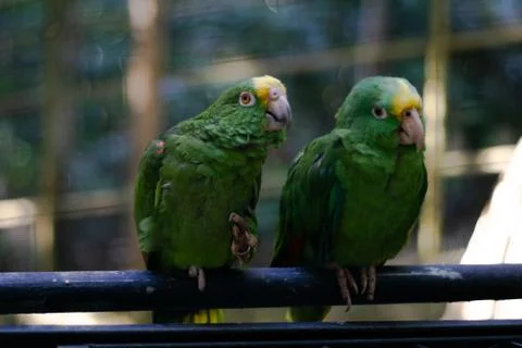 Two green parrots talking Stock Photos