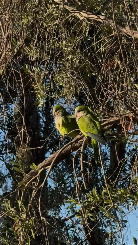 Two green parrots on a tree branch Video stock 303370220