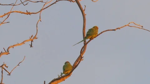 Two green parrots at tree Stock Footage 113542660