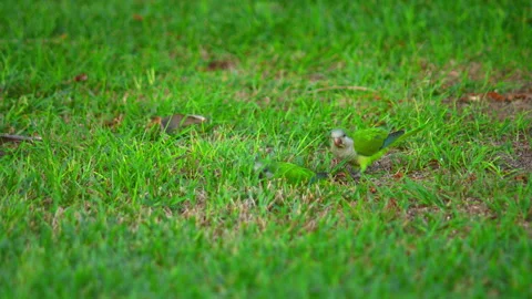 Two green parrots walking grass in natural outdoor environment, highlightin.. 스톡 동영상 346815907