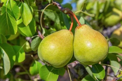 Two green pears hanging at tree Stock Photos