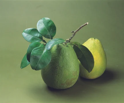 Two green pears Stock Photos