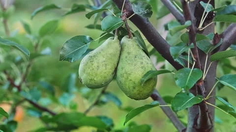 Two green pears on a tree branch in the wind on a sunny day. Stock Footage 238482355