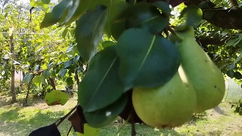 Two green pears on a tree in the garden, close-up Stock-Footage 212930298