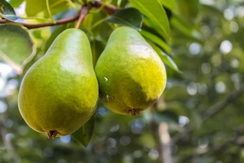 Two green pears in tree Stock Photos