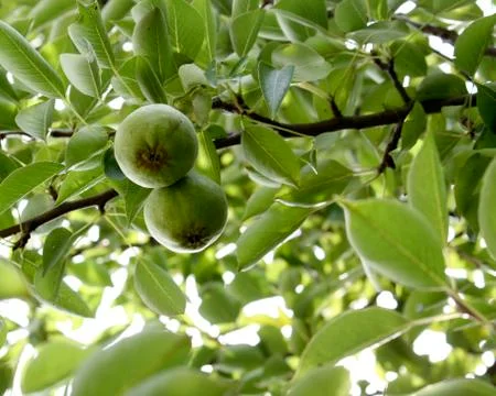 Two green pears in tree Stock Photos