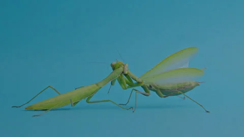 Two green praying mantis fights 1 Stock Footage 261795055