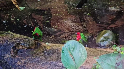 Two green, red tropical sparrows bathing Stock Footage 296494561