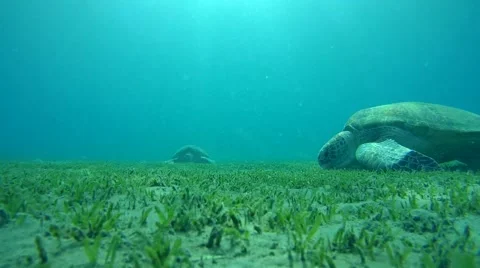 Two green sea turtle eating sea grass on seabed Stock Footage 61887084