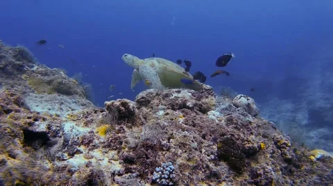 Two green sea turtle Stock Footage 42084042