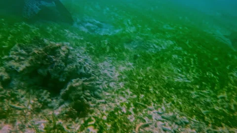 Two Green Sea Turtles Close Up Showing Head and Flipper Detail on Reef Floor Stock Footage 334499955
