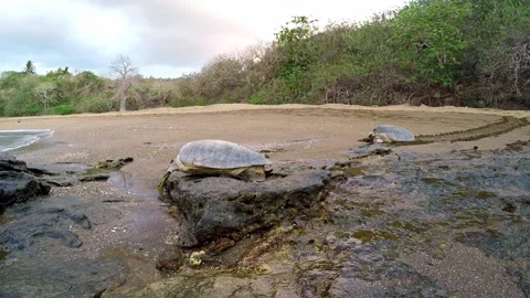 Two green sea turtles go down to the sea Stock Footage 236990725