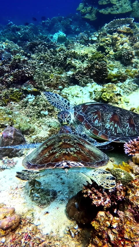 Two green sea turtles rest together on coral reef floor near rocks Stock Footage 341537025
