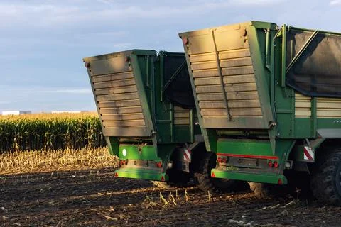 Two green silage trailers stand beside harvested cornfield under warm evening 写真素材