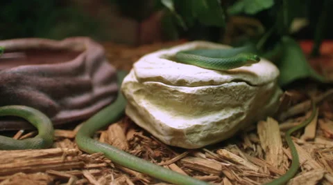 Two Green Snakes Stock-Footage 68945272