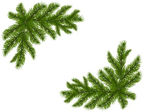 Two green spruce branches realistic. Placed in the corners. Fir branches. I.. Stock Illustration