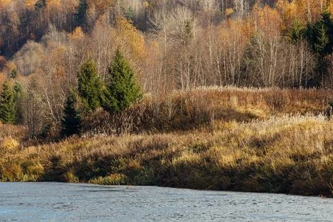 Two green spruce trees contrasting with dry yellow autumn grass on a riverbank Stock Photos