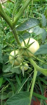 Two green tomatoes Stock Photos