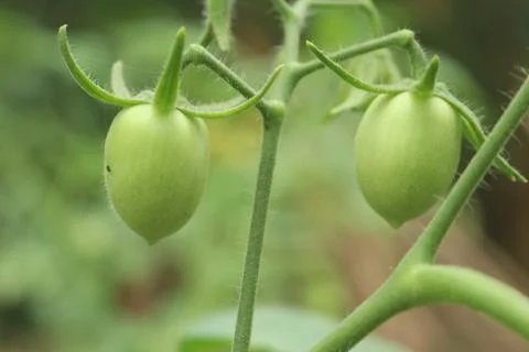 Two Green Tomatoes Stock Photos