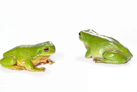 Two green tree frogs Foto stock