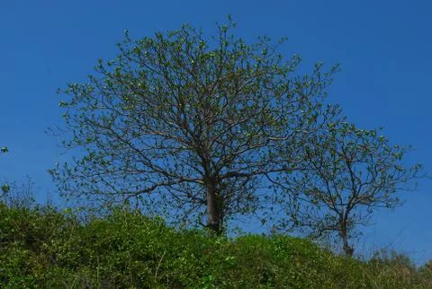 Two green tree Stock Photos