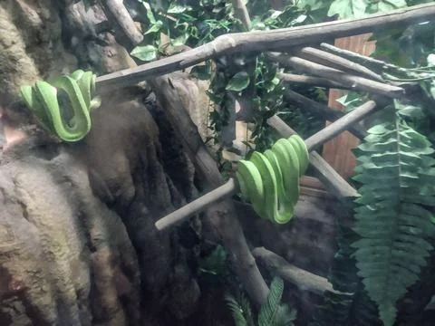 Two Green tree python (Chondropython viridis) snake Foto stock