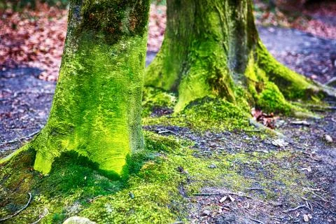Two green tree trunks with moss Stock Photos