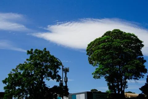 Two Green Trees And A White Cloud Against A Vibrant Blue Sky Stock Photos