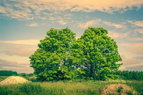 Two green trees on a field Stock Photos