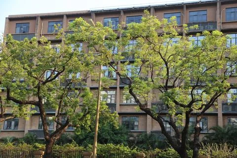 Two green trees stand in front of an apartment building with black windows .. Stock Photos