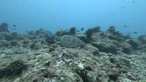 Two green turtle and a platax Stock Footage 286376956