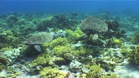 Two Green Turtle Swimming On Reef Stock Footage 301030121
