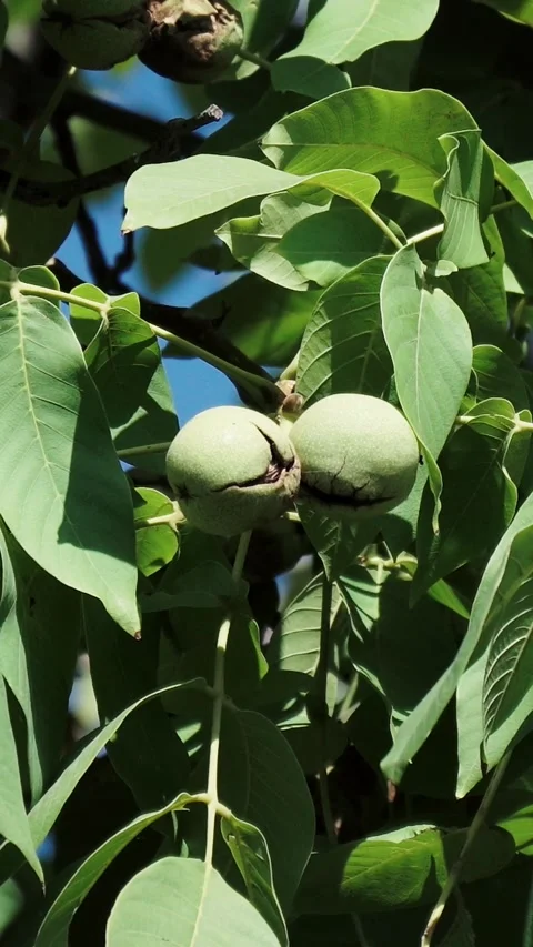 Two green unripe walnuts growing on a tree branch Stock Footage 346774226