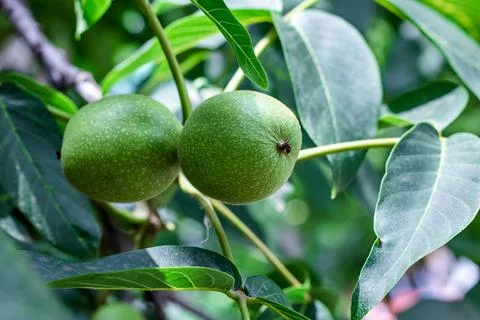Two green walnuts close-up on a tree among the leaves in summer. Natural back Stock Photos