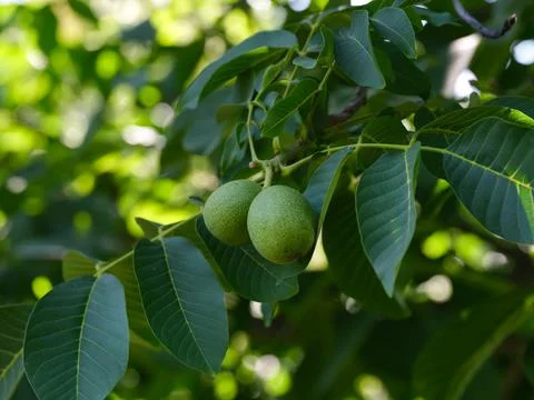 Two green walnuts growing on the tree Stock-Fotos