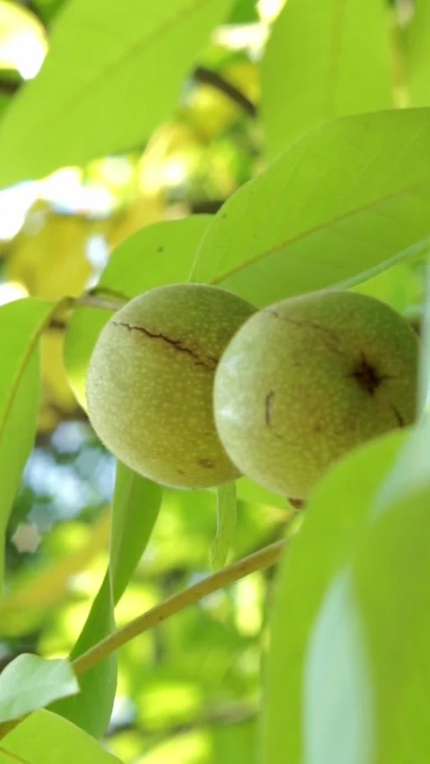 Two green walnuts hanging among foliage on orchard tree Stock Footage 346774184