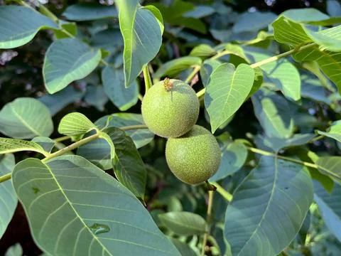 Two Green Walnuts Hanging on a Tree Branch Stock Photos