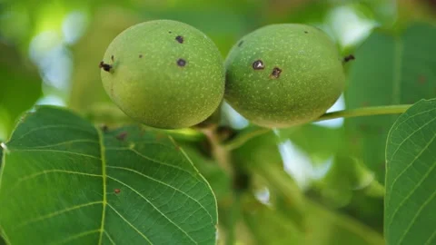 Two green walnuts on the tree. close up Stock Footage 148377621