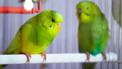 Two green wavy parrot in a cage Stock Footage 71399273