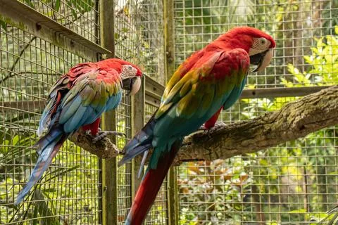 Two green-winged macaws playing Stock Photos