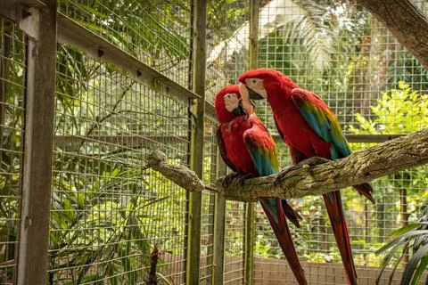 Two green-winged macaws standing on a branch Stock Photos