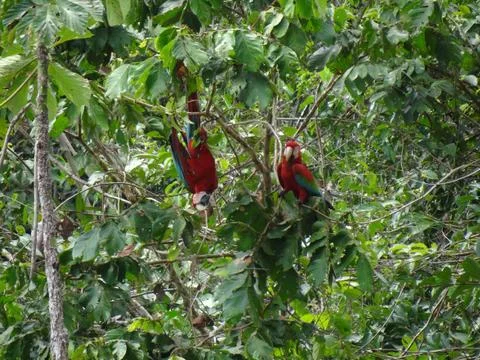 Two green-winged macaws in a tree Stock Photos